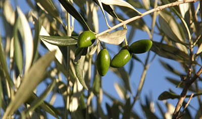 Extra virgin olive oil production